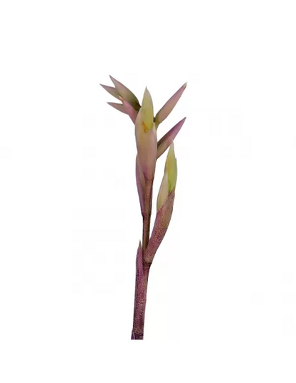 Tillandsia Purpurea Forma nº 8