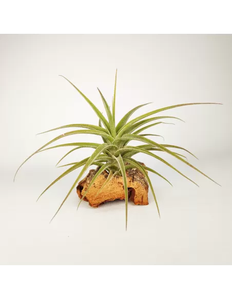 Tillandsia Purpurea Mororum