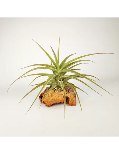 Tillandsia Purpurea Mororum