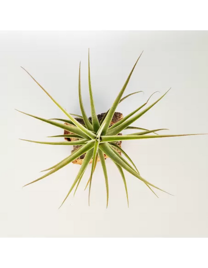 Tillandsia Purpurea Mororum