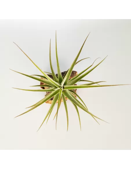 Tillandsia Purpurea Mororum