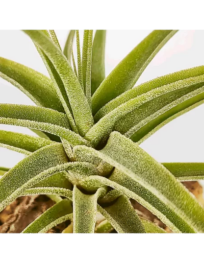 Tillandsia Purpurea Mororum