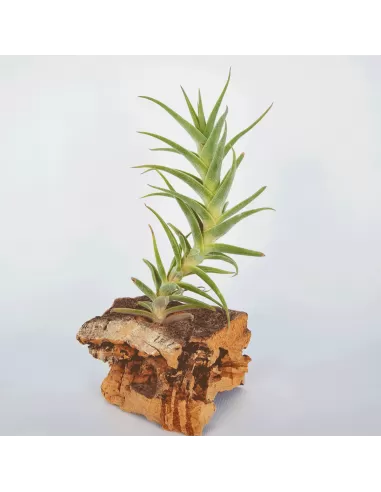 Tillandsia Purpurea Shooting Star