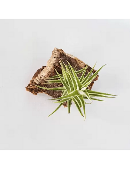 Tillandsia Purpurea Shooting Star