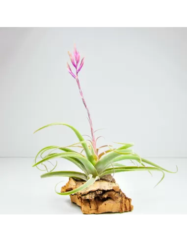 Tillandsia Purpurea Spiral