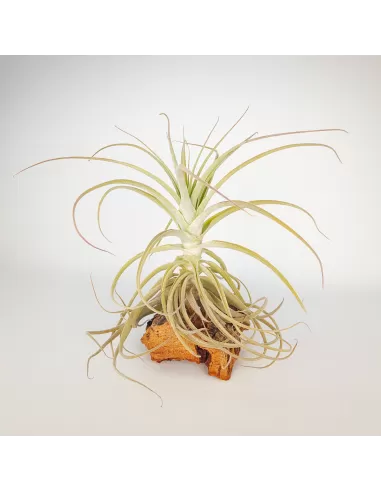 Tillandsia Purpurea Type 9