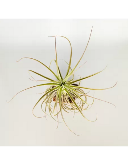 Tillandsia Purpurea Type 9