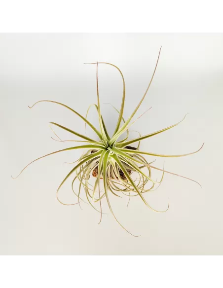 Tillandsia Purpurea Tipo 9