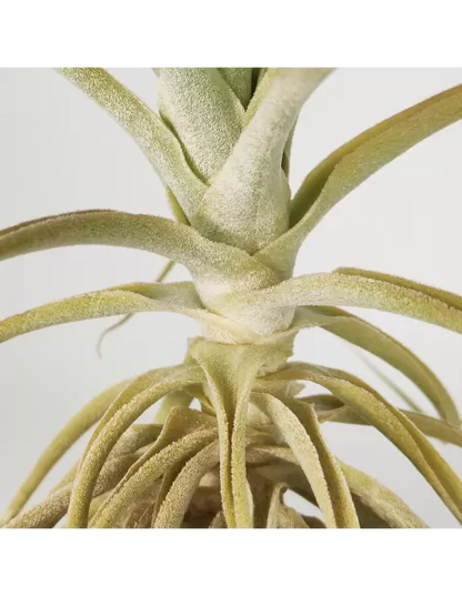 Tillandsia Purpurea Type 9