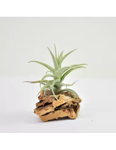 Tillandsia Purpurea