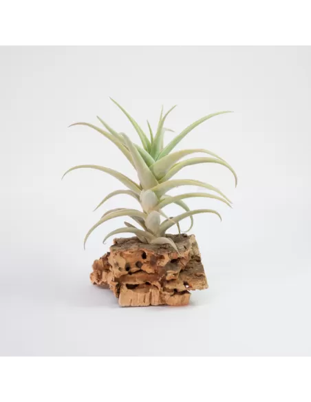 Tillandsia Purpurea