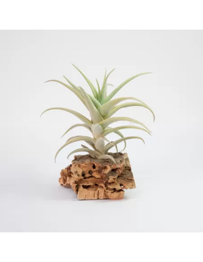 Tillandsia Purpurea