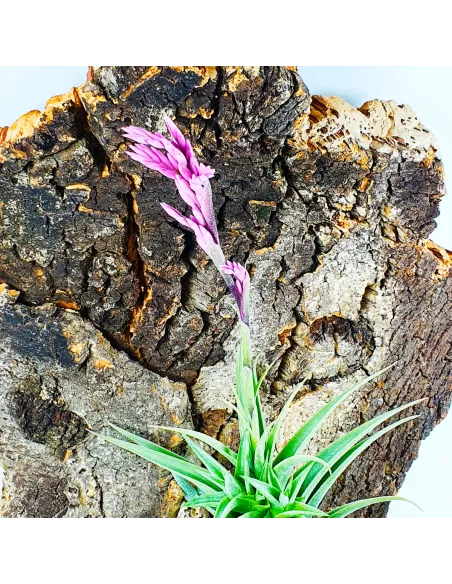 Tillandsia Purpurea