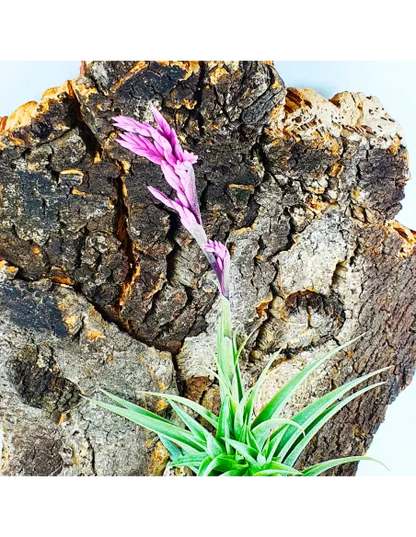 Tillandsia Purpurea