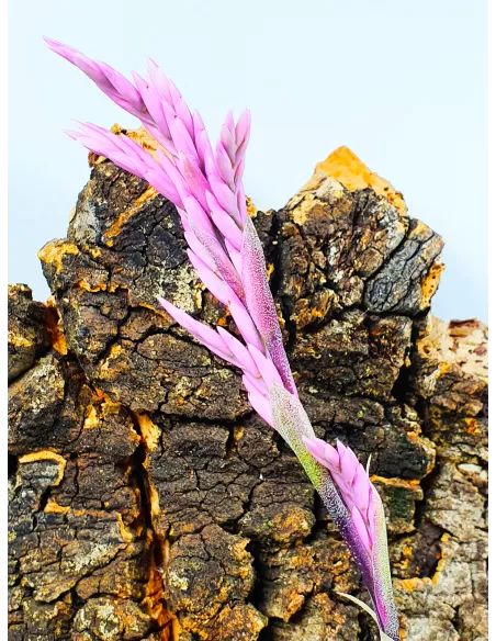 Tillandsia Purpurea