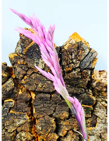 Tillandsia Purpurea