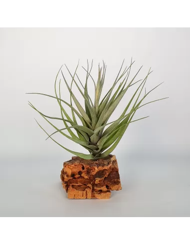 Tillandsia Queroensis