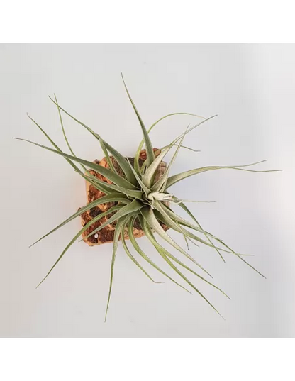 Tillandsia Queroensis