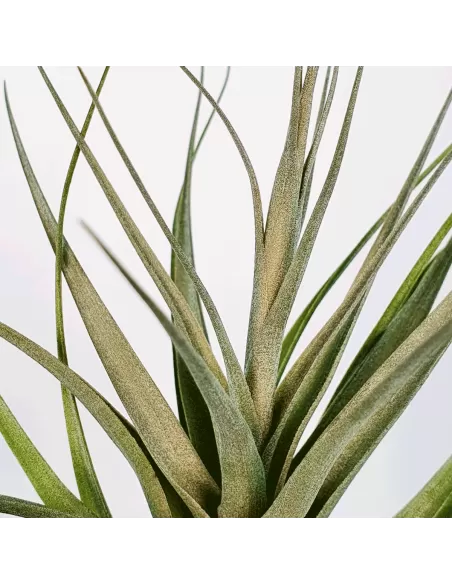 Tillandsia Queroensis