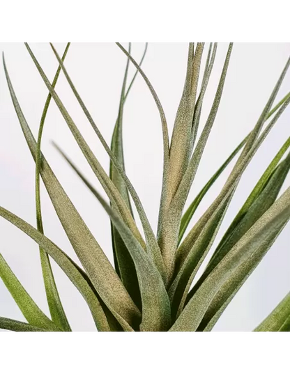 Tillandsia Queroensis