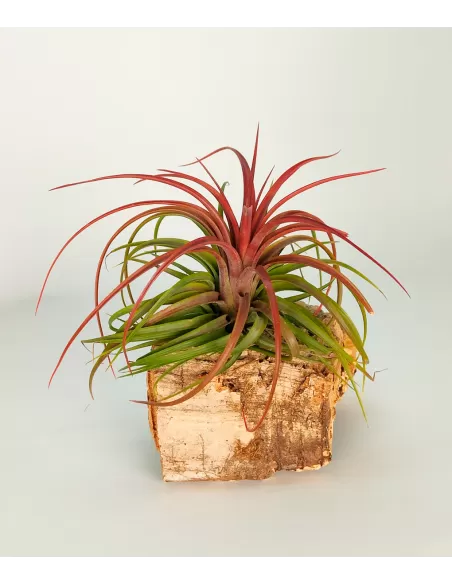 Tillandsia Rainforest Red