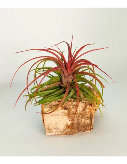 Tillandsia Rainforest Red