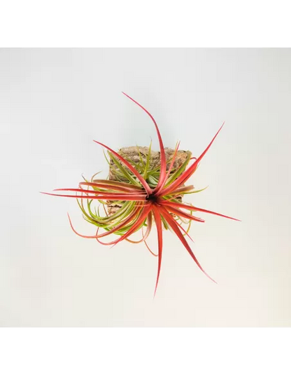 Tillandsia Rainforest Red