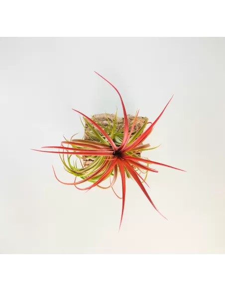 Tillandsia Rainforest Red