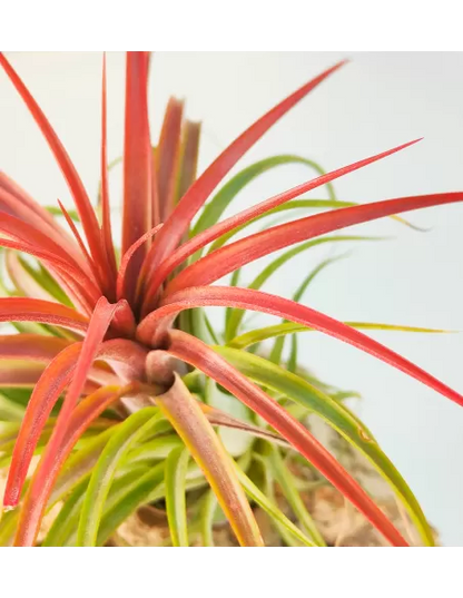 Tillandsia Rainforest Red