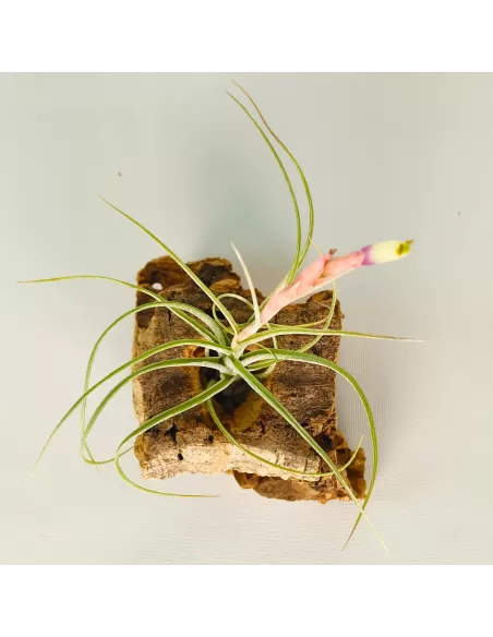 Tillandsia rectifolia