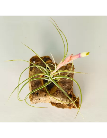 Tillandsia rectifolia