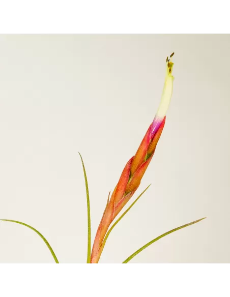 Tillandsia rectifolia