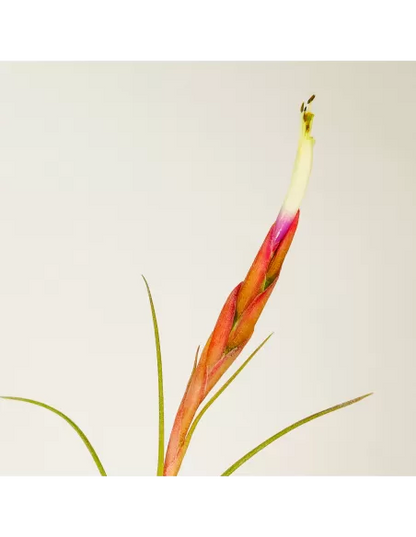 Tillandsia rectifolia