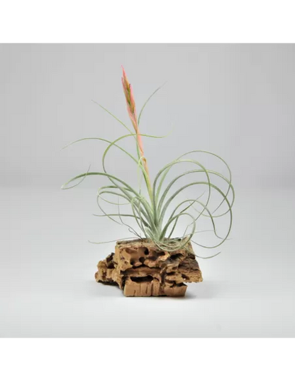 Tillandsia rectifolia