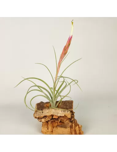 Tillandsia rectifolia