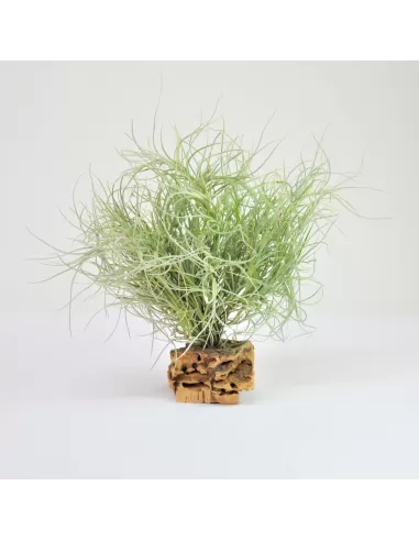 Tillandsia Recurvata Pulk