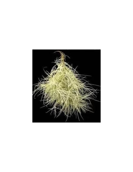 Tillandsia Recurvata Pulk