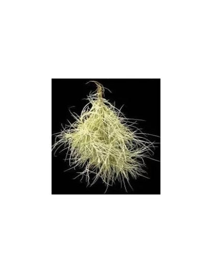 Tillandsia Recurvata Pulk