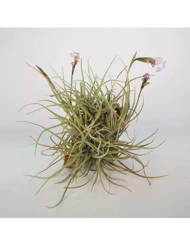 Tillandsia Recurvata x Streptocarpa Clump