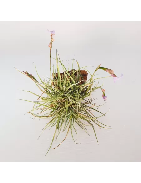Tillandsia Recurvata x Streptocarpa Clump