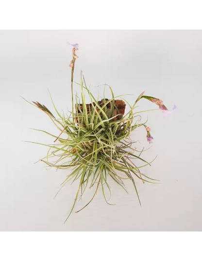 Tillandsia Recurvata x Streptocarpa Clump