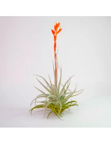 Tillandsia Recurvifolia Subsecundifolia
