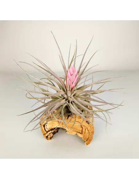 Tillandsia Recurvifolia x Stricta Green