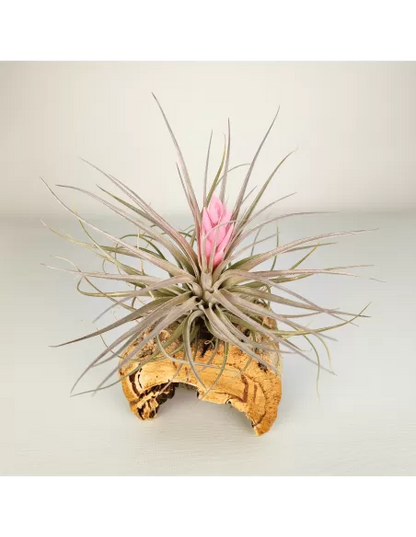 Tillandsia Recurvifolia x Stricta Green