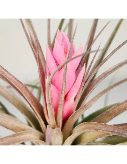 Tillandsia Recurvifolia x Stricta Green