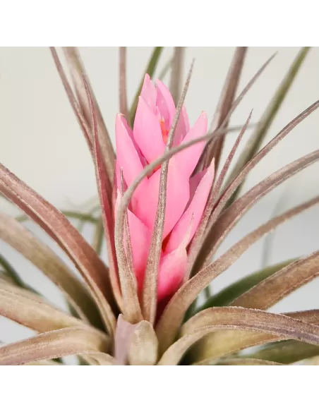 Tillandsia Recurvifolia x Stricta Green