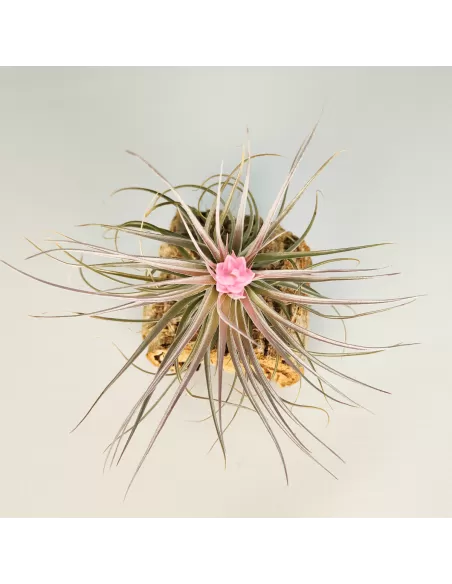 Tillandsia Recurvifolia x Stricta Green