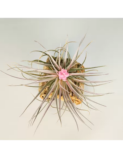 Tillandsia Recurvifolia x Stricta Green
