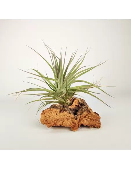 Tillandsia Recurvifolia x Stricta Green