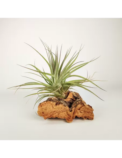 Tillandsia Recurvifolia x Stricta Green